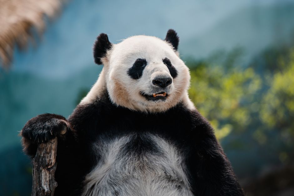 Erfahrungsbericht - Bitpanda