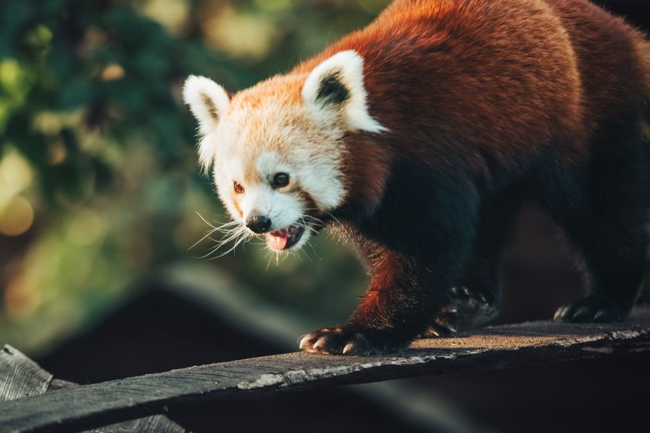 Bitpanda Erfahrung Titelbild