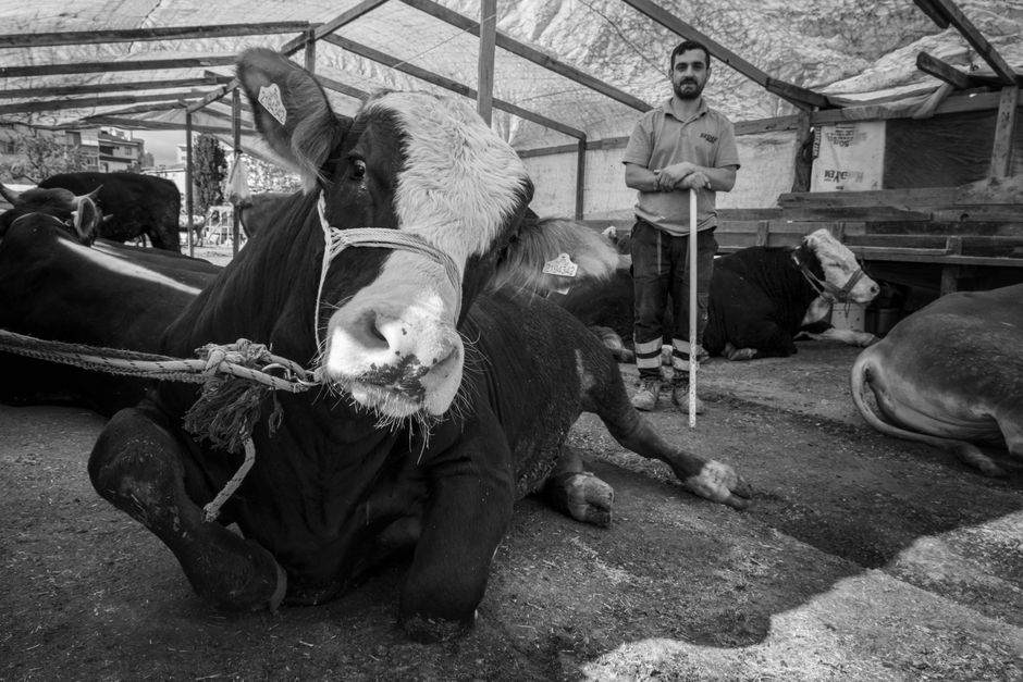 Bullen- und Bärenmarkt falsch eingeschätzt - Mann tappt in Bärenfall und hat Kopfschmerzen bei sinkenden Kursen